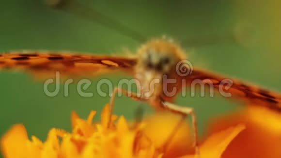 巨大的蝴蝶坐在美丽的鲜艳的夏季花瓣上视频的预览图