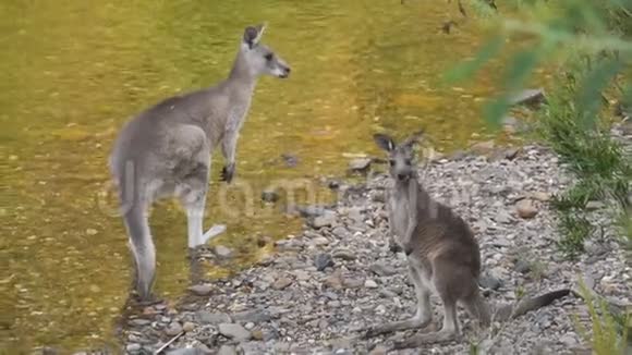妈妈和袋鼠宝宝在澳大利亚的河边喝水视频的预览图