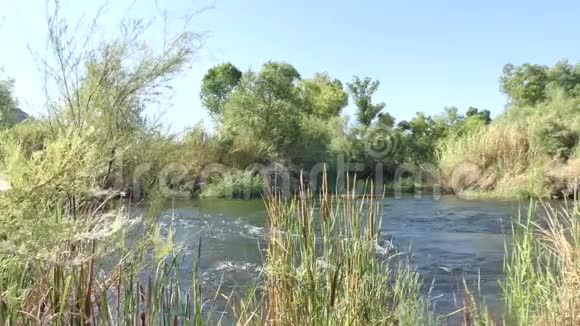 亚利桑那州盐河从高大的草地和树木中看到的盐河的景色视频的预览图