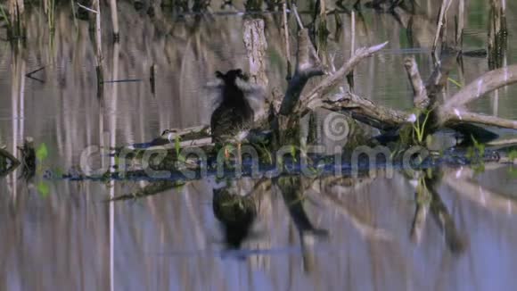 鸟沙鱼公立在沼泽的浅滩上清理它的羽毛视频的预览图