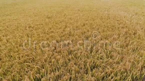 飞过金黄的稻田视频的预览图