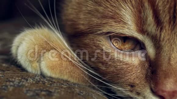 一只成年红猫黄色眼睛的超级特写镜头看着镜头眨着眼睛视频的预览图