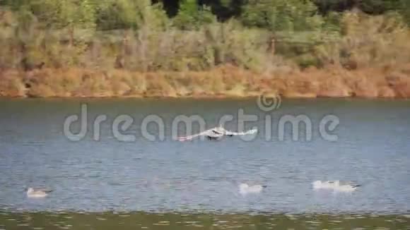火烈鸟和海鸥靠近水面鸟儿在休息视频的预览图
