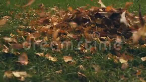 秋天的黄色树叶吹走了视频的预览图
