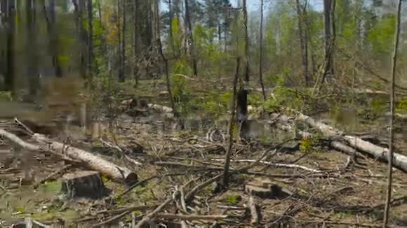 树木砍伐的观点视频的预览图
