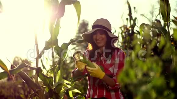 穿格子衬衫手套和帽子的女农民微笑着检查玉米芯从叶子上清洗玉米检查质量视频的预览图