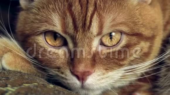 成年红猫突然睁开眼睛看着镜头超级特写视频的预览图
