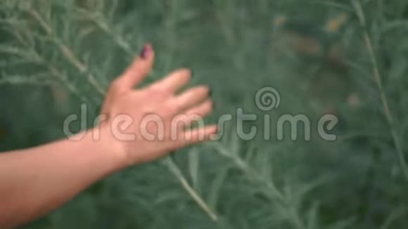 一个年轻女孩带着深色指甲的嫩手抚摸着草地慢动作射击森林视频的预览图