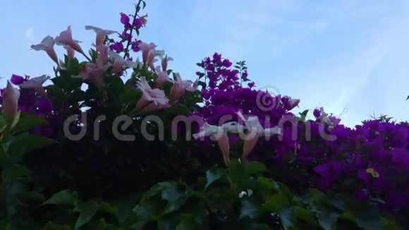蓝色天空下的紫色和粉红色花朵视频的预览图
