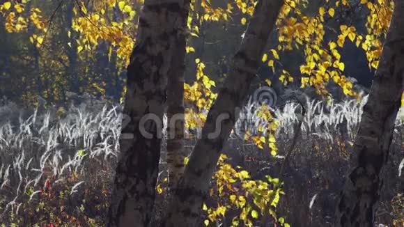 白桦林中的白干草芽视频的预览图
