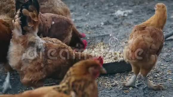 鸡在鸟场吃玉米饲养家庭鸡视频的预览图