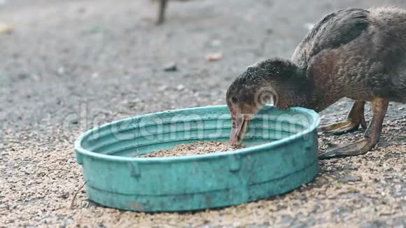 鸭子吃谷物在泰国农场饲养家鸭视频的预览图
