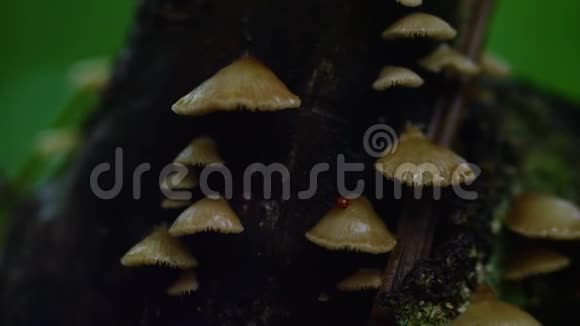 树皮上的蘑菇视频的预览图