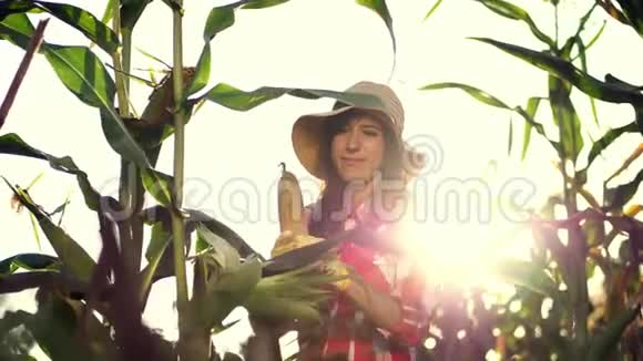 穿格子衬衫手套和帽子的女农民微笑着检查玉米芯从叶子上清洗玉米检查质量视频的预览图