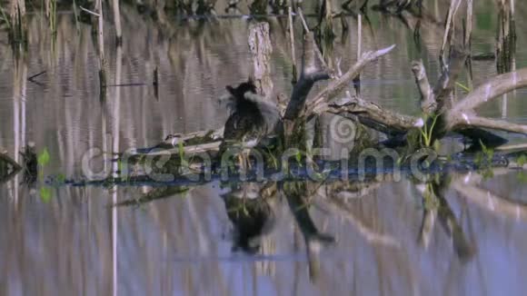 鸟沙鱼公立在沼泽的浅滩上清理它的羽毛视频的预览图