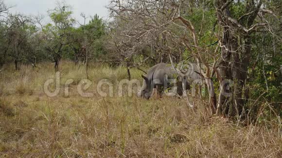 非洲野生犀牛在保护区的灌木丛中放牧视频的预览图
