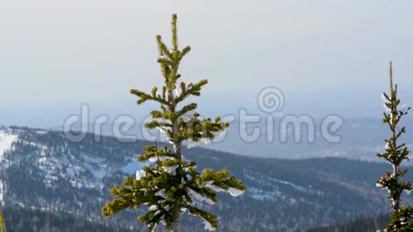 冬天针叶树的顶端迎风摇曳顶着天空和地平线以外的群山视频的预览图