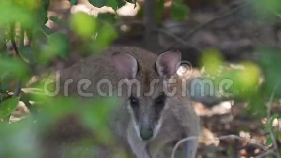 瓦拉比在澳大利亚昆士兰的海普希尔斯伯勒国家公园看镜头视频的预览图
