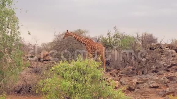 长颈鹿穿过非洲大草原的灌木丛和灌木丛视频的预览图