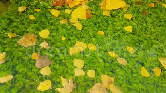 绿色的池塘上面有叶子一个秋天平静的景色视频的预览图