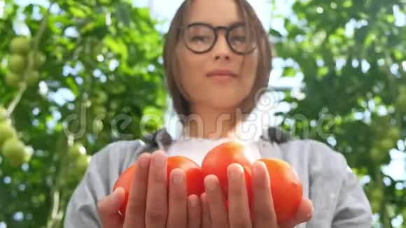 年轻的女人带着手套手里拿着红色的西红柿在温室里工作视频的预览图