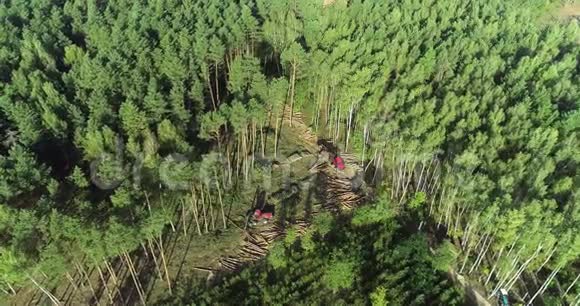 扫除森林破坏环境破坏生态视频的预览图