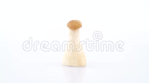 一个小的艾林吉鲍鱼树蘑菇在白色背景上隔离的转盘上旋转关门视频的预览图