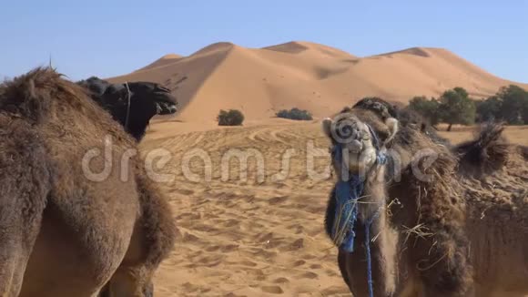 骆驼从干草中吃小麦在沙漠中咀嚼背景是沙丘视频的预览图