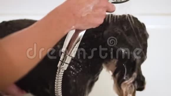 专业宠物美容师在宠物美容沙龙用洗发水清洗狗快关门视频的预览图