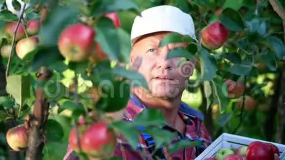 特写英俊的男农民或农学家的肖像在晴朗的秋日在果园里摘苹果视频的预览图