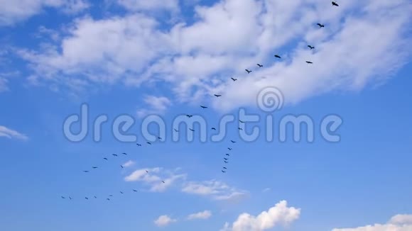 波兰东北部比布扎河湿地上空的普通起重机视频的预览图