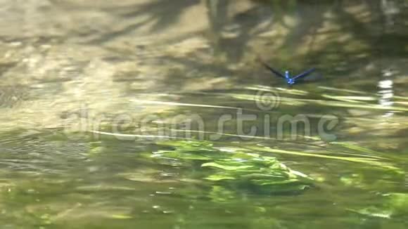 蜻蜓美丽的鸟在水面上飞舞动作缓慢视频的预览图