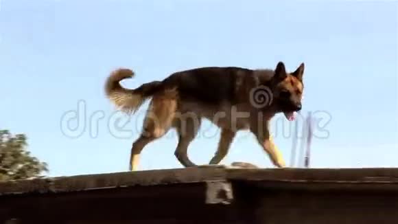德国牧羊犬在屋顶上视频的预览图