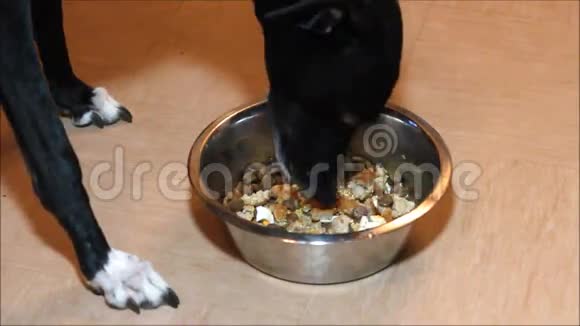 灰狗用碗吃晚饭视频的预览图