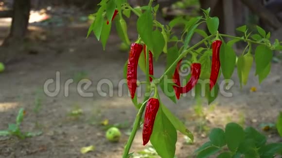 种植红辣椒视频的预览图