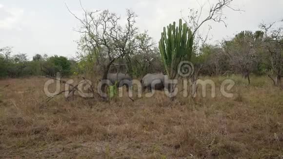 濒临灭绝的成年非洲野生白犀牛在保护区的灌木丛中放牧视频的预览图