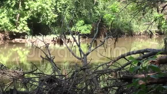 佐治亚州河滨公园一个横跨大溪一段的平底锅前面有几棵死树视频的预览图
