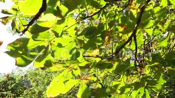 马栗树的青黄叶在风中摇曳视频的预览图