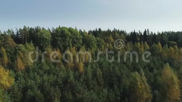 波罗的海国家河流附近山区的松绿色森林视频的预览图