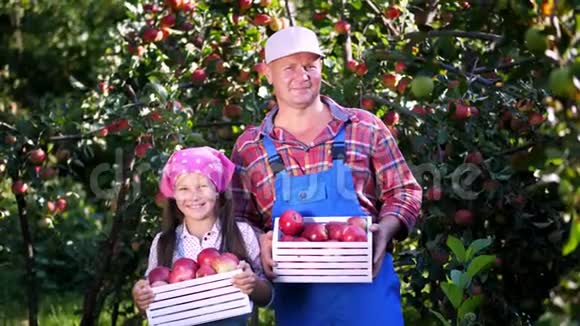 在农场花园里摘苹果在炎热阳光明媚的秋天农民父亲和女儿的家庭画像视频的预览图