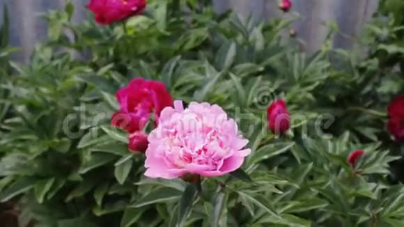 粉红色的牡丹在花园里视频的预览图