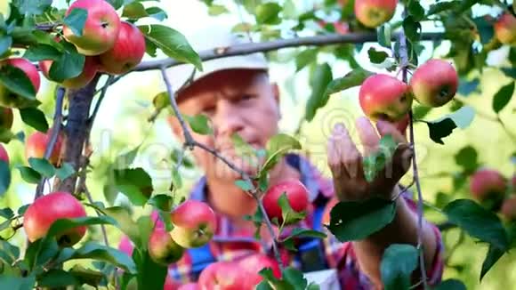 特写英俊的男农民或农学家的肖像在晴朗的秋日在果园里摘苹果视频的预览图