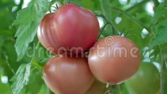 收获西红柿视频的预览图