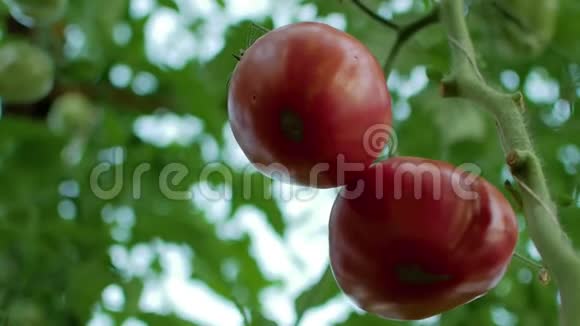 收获西红柿视频的预览图