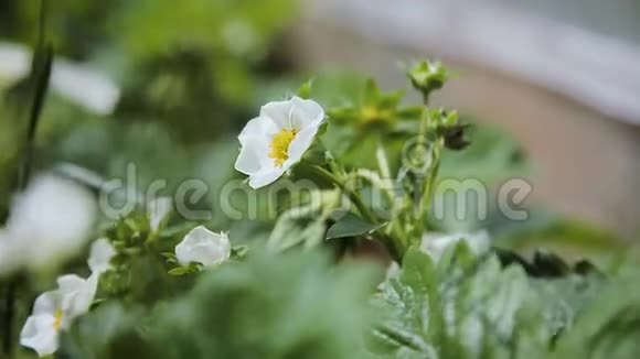 花园里的小白草莓花盛开的草莓近景视频的预览图