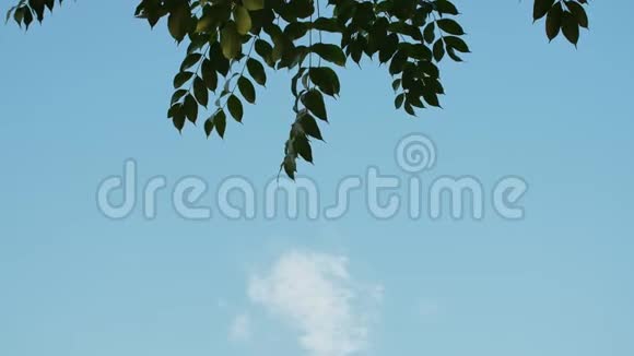 飞机在印度尼西亚悬挂树枝的背景下起飞视频的预览图