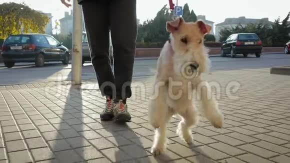 一个人带着狗带着皮带在城里走来走去视频的预览图