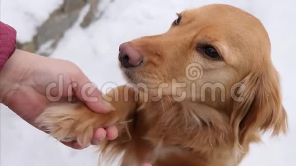 冬天在街上养宠物狗的主人狗给主人爪子下雪了视频的预览图