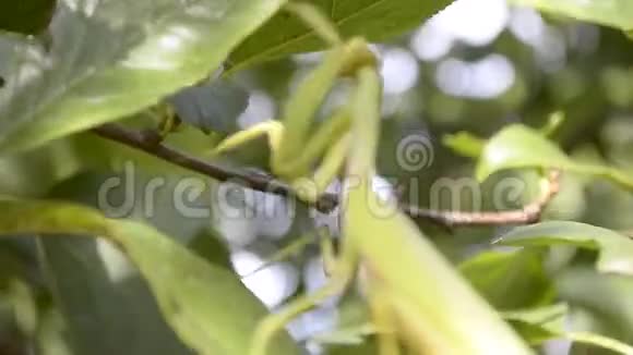螳螂躲在树叶里这是一种食肉昆虫视频的预览图