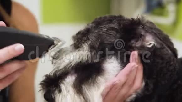女性美容师用剪刀修剪狗毛在宠物店工作的女人用剪刀修剪狗毛视频的预览图